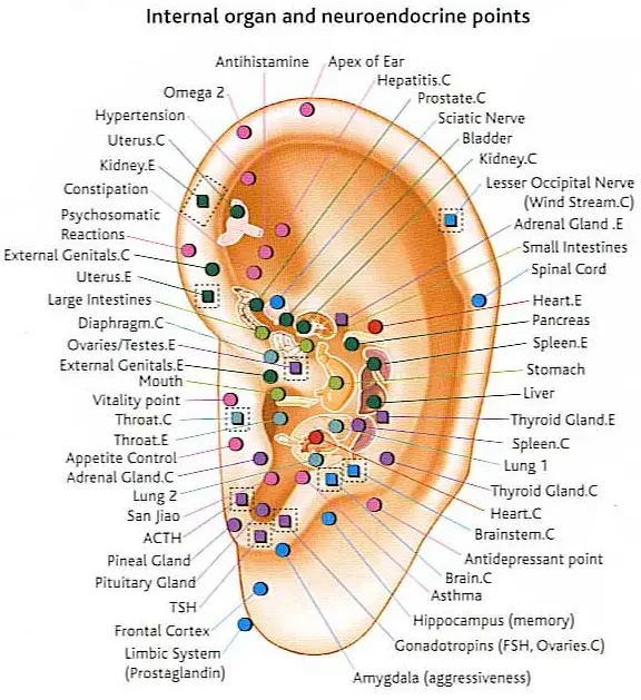Ear acupuncture